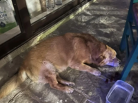 Ρόδος: Φρικτό θάνατο βρήκε ο «Κυριάκος» ...