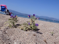 Ο καύσωνας του καλοκαιριού: Οι δυο περιο...