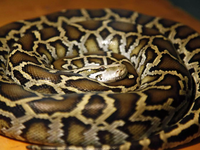 Θεσσαλονίκη: Εγκαταλειμμένοι βόες, οχιές...