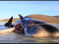 100 κιλά σκουπίδια βρέθηκαν σε στομάχι φάλαινας!