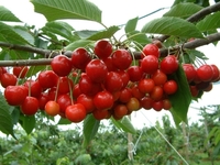 Απόψε η Γιορτή Κερασιού στο Άνω Καστρίτσι