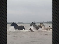 Δέλτα Έβρου: Αγέλη άγριων αλόγων διασχί...