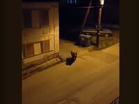 Κοζάνη: Αρκούδα «κάνει βόλτα» μέσα σε χω...