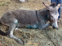 Ιωάννινα: Δυσάρεστα νέα για το κακοποιημ...