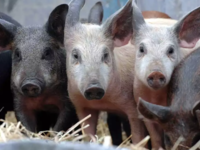 Σέρρες: Βρέθηκε κρούσμα αφρικανικής πανώλης χοίρων