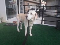 Υιοθετήθηκε η λαμπραντορίτσα που είχαν π...