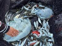 Γιατί έχουμε έξαρση τροπικών μεδουσών: Π...