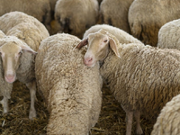 Δυτ. Αχαΐα- Ευλογιά: Αναζητείται αγρότης...