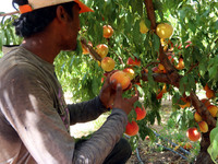 Δυτική Ελλάδα: Πόσα εργατικά χέρια εισάγ...