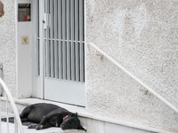 Μίκης Θεοδωράκης: Ο σκύλος του θρηνεί στ...