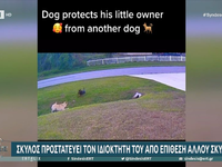 Σκύλος προστατεύει τον ιδιοκτήτη του από...