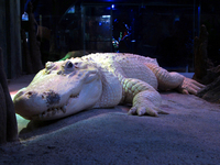 Λαθραία μεταφορά ζωντανού αλμπίνο αλιγάτ...