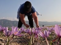 Κρόκος Κοζάνης: Χαμηλές οι προσδοκίες απ...