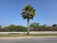 Ανησυχία για τα ξεραμένα φύλλα στους φοί...