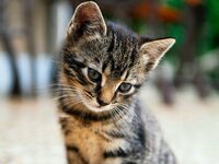 Πάτρα: «Καμπάνα» για τον εστιάτορα που σ...