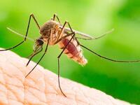 ΕΟΔΥ: Στα 13 τα κρούσματα από τον ιό του...