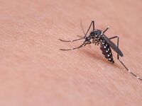 Ιός Δυτικού Νείλου: 14 νέα κρούσματα – 2...