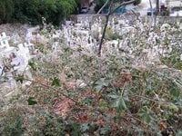 Πάτρα: Τα χορτάρια "πνίγουν" τ...