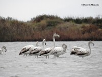Αρκετά και σημαντικά είδη και μεγάλος αρ...