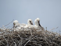 Από το Εθνικό Πάρκο Μεσολογγίου ξεκίνησε...