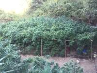 Μεγάλη χασισοφυτεία στα ορεινά της Ηλείας – ΦΩΤΟ