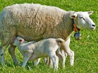 Απούλητα πάνω από 1 εκ. αρνιά και κατσίκ...