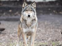 Εμφανίστηκαν λύκοι στον Διόνυσο- Συστάσε...