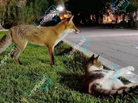 Αλεπού και γάτα έγιναν αχώριστες κατά τη...