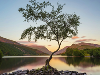 Το μοναχικό δέντρο που έγινε σταρ των so...