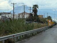 Δέντρα έχουν φυτρώσει μέσα στον χείμαρρο...