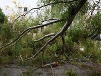 Πάτρα: Πτώση δέντρου από την κακοκαιρία Daniel