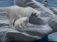 Τα ζώα μένουν τον περισσότερο καιρό με τ...