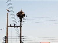 Δυτ. Ελλάδα: Διάσωση τραυματισμένου πελα...