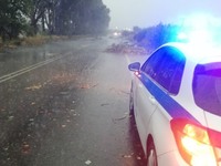 Έπεσαν δένδρα στην Πατρών Πύργου, στο Λάππα - ΦΩΤΟ