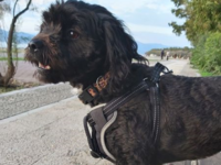 Πάτρα: Έχετε δει την Μπέλα; Αναζητείται ...