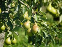 Οι χαμηλές τιμές «γονάτισαν» τους παραγω...