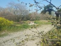 Πάτρα: Το Πλατανόδασος στον Καστελόκαμπο...