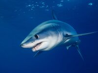 Καρχαρίας τραυμάτισε θανάσιμα 15χρονο στ...