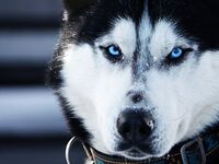 Λύκος στην πλατεία