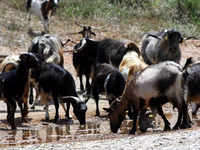 Ο απίστευτος λόγος που κτηνοτρόφος πουλά...