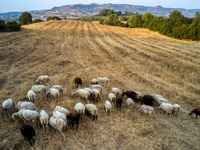 Αιτωλοακαρνανία: Συνεχή κρούσματα ευλογι...