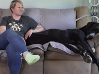 Αυτός είναι ο ψηλότερος σκύλος του κόσμο...