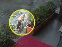 Κωνσταντινούπολη: Σκυλίτσα μεταφέρει το ...