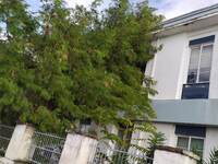 Πάτρα: To δέντρο κατέληξε στον Λαδόπουλο...