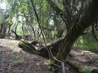 Αυτό είναι το αρχαιότερο κλήμα στον κόσμ...