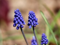 Μούσκαρι: Το μωβ λουλούδι που τρώγεται, ...