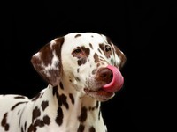 Αυστηροποιούνται οι ποινές για τους βασα...