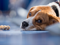 Σκότωσαν τα σκυλιά με φόλες – Τους επική...