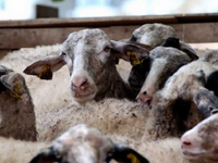 Ευλογιά: 5η κατανομή αποζημιώσεων για κτ...