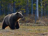Αρκούδα έκανε «μονόζυγο» για να φάει κερ...